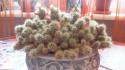Продам кактус маммилярию 300 руб - Домашние растения