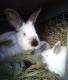 Продам Калифорнийских кроликов - Игрушки, качели
