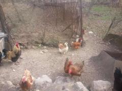 Продам курицу породы фавероль - Сельское хозяйство