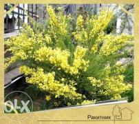 Посадка растений в Севастополе - Сельское хозяйство